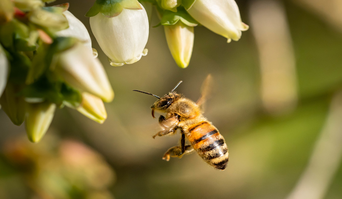 Τσίμπημα μέλισσας ή σφήκας; Η f-anazitisi σας βοηθά να το αντιμετωπίσετε!